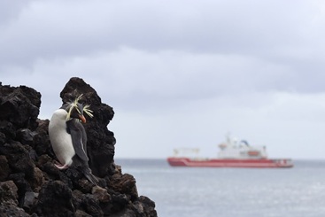 A rockhopper penguin contemplating the ship offshore.