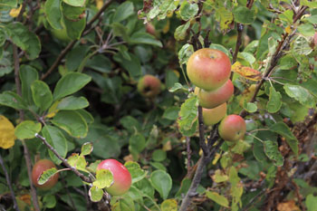 Sour unripe little apples on Ken’s apple tree.
(Editor's note; They look better than any apples I saw on Tristan in the 1980s)