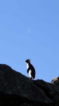 Rockhopper penguin.