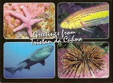 Postcard of Tristan marine life