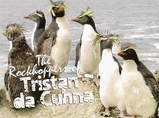 Postcard of rockhopper penguins