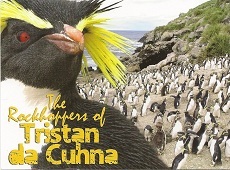 Postcard of rockhopper penguins