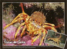 Postcard of Tristan rock lobster