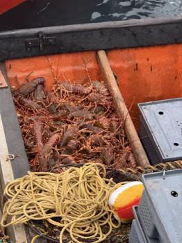 Catch of Tristan Lobster ready to offlaod