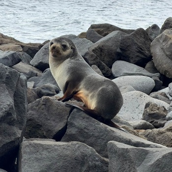 Fur seal at Pigbite