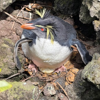 A rockhopper penguin incubating an egg at Pigbite.