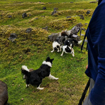 Dogs ready to hunt.