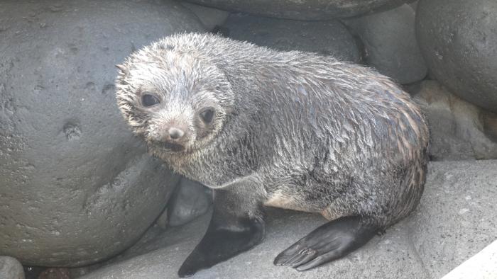 Fur seal pup at Pigbite