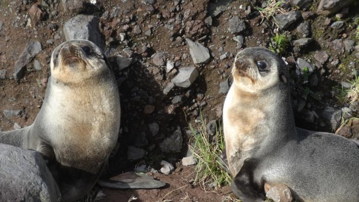Fur seal pup at Pigbite