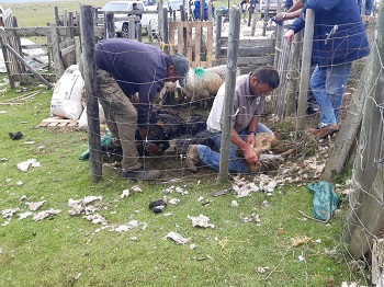 Men shearing sheep