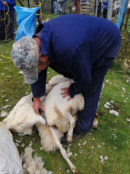 Shearing