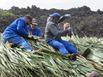 Men thatching at the top of the roof