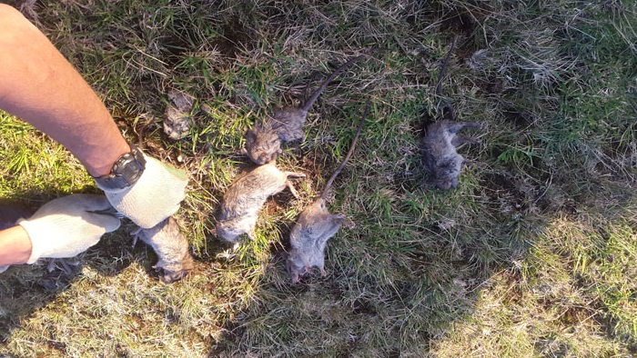 The Second Watron Gang collecting tails