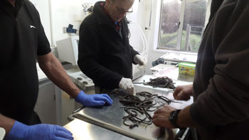 Sorting and counting the rats' tails.