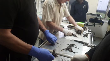 Sorting and counting the rats' tails.