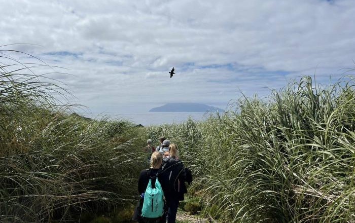 Visitors walking down one of the 'roads' between the tussock, with Tristan in the background. Photo: Shannon Swain