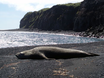 Tristan da Cunha Seals