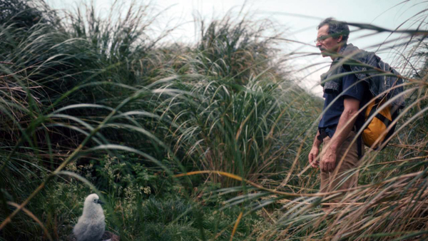 A film scene shot on Nightingale Island showing Loran amongst the tussock grass looking at an Atlantic Yellow-Nosed Albatross or Molly