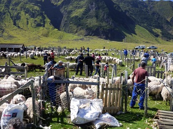 Sheep Shearing Day, Dec,2017