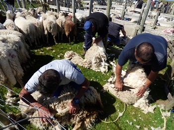 Sheep Shearing Day, Dec,2017