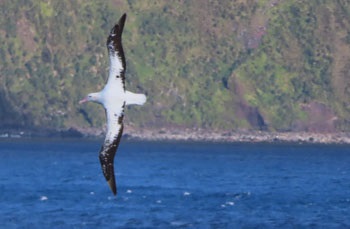 Tristan Albatross, Gough Island