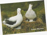 Tristan Albatross