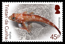 Biodiversity Part I, 45p - Klipfish