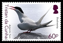 Biodiversity Part I, 60p - Antarctic Tern