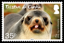 Immature fur seal