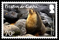 Adult male fur seal