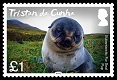 Partly moulted fur seal pup