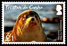 Adult male fur seal