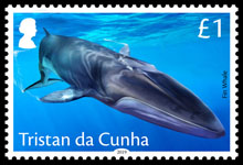 Whales, &pound;1.00, Fin Whale
