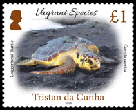 Vagrant Species Part 1, &pound;1.00, Loggerhead Turtle