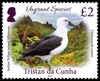 Vagrant Species Part 1, &pound;2.00p, Indian yellow-nosed albatross