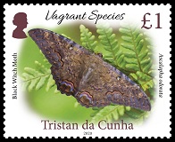 Vagrant Species Part 2, £1.00, Black Witch Moth