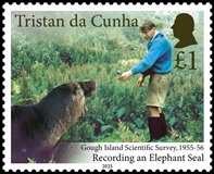 Recording an elephant seal