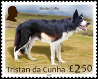 Dogs Part 1, £2.50 - Border Collie Dogs Part 1, £2.50 - Border Collie