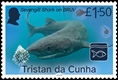 Blue Belt Programme, &pound;1.50, Blue Shark