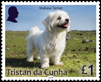 Dogs Part 2, &pound;1.00 - Maltese Terrier