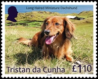 Dogs Part 2, &pound;1.10 - Long Haired Miniature Dachshund