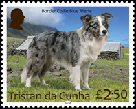 Dogs Part 2, &pound;2.50 - Border Collie Blue Merle