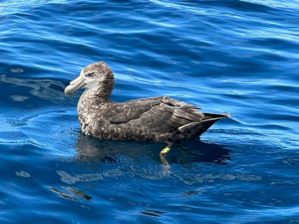A giant petrel viewed close up from a zodiac.